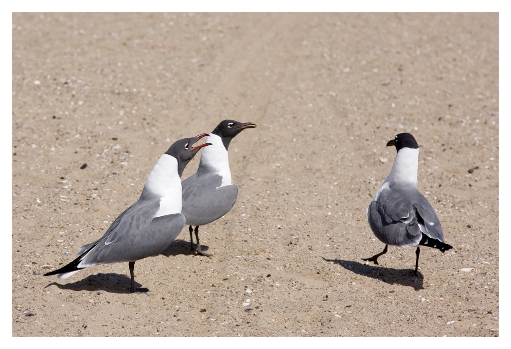 Mouettes NY1.jpg